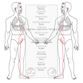 Inge Dougans Reflexology Chart